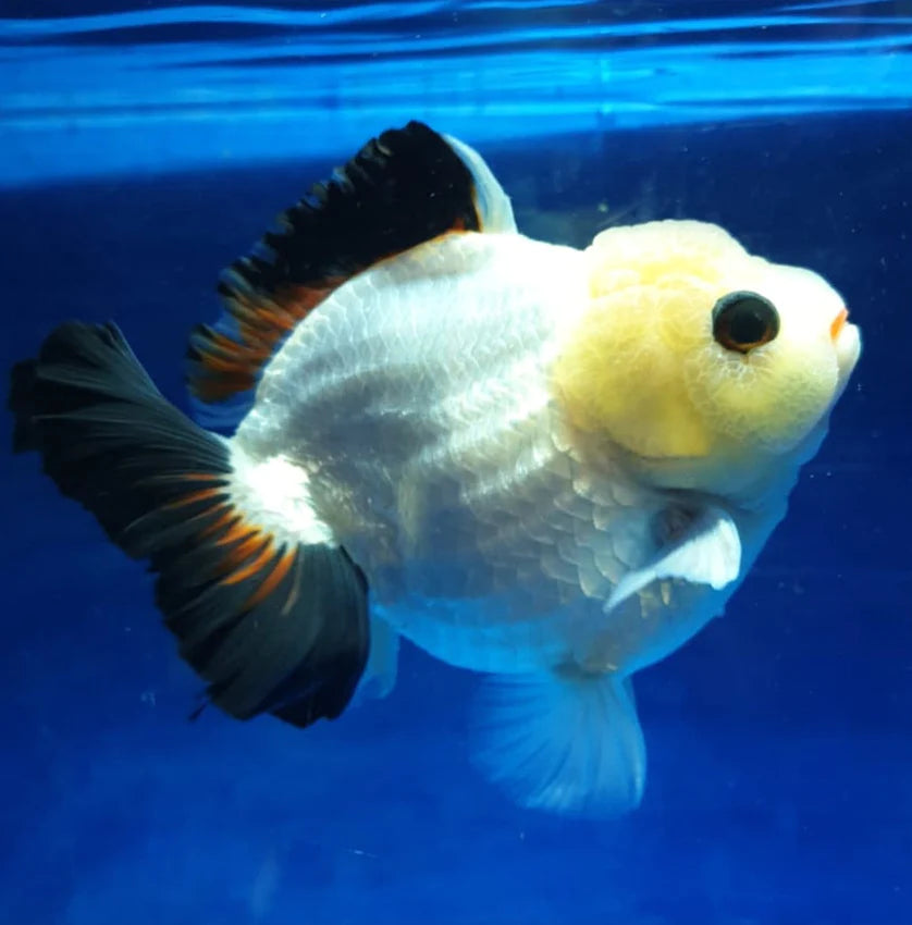 SPECIAL COLOR PANDA THAI ORANDA