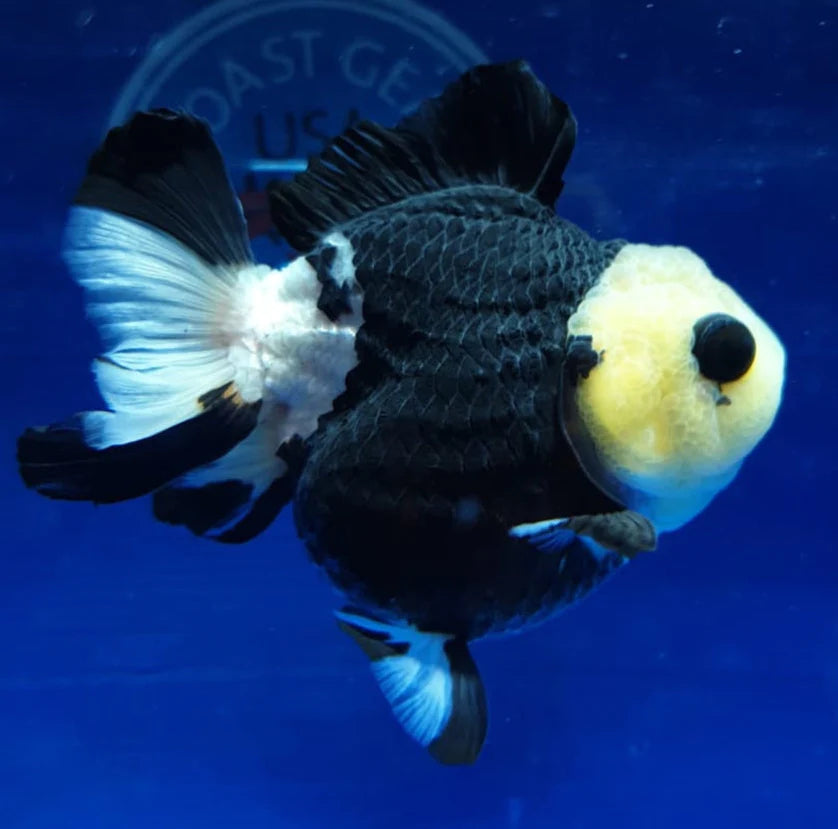 SPECIAL COLOR PANDA THAI ORANDA