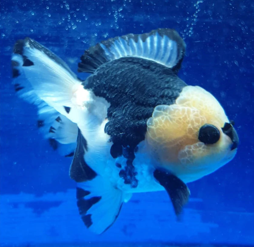 SPECIAL COLOR PANDA THAI ORANDA
