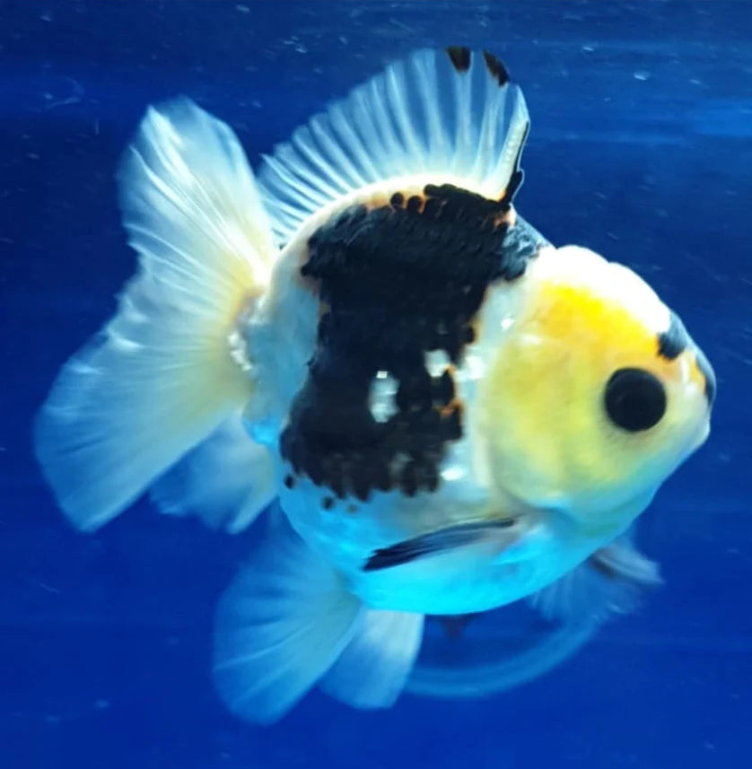SPECIAL COLOR PANDA THAI ORANDA