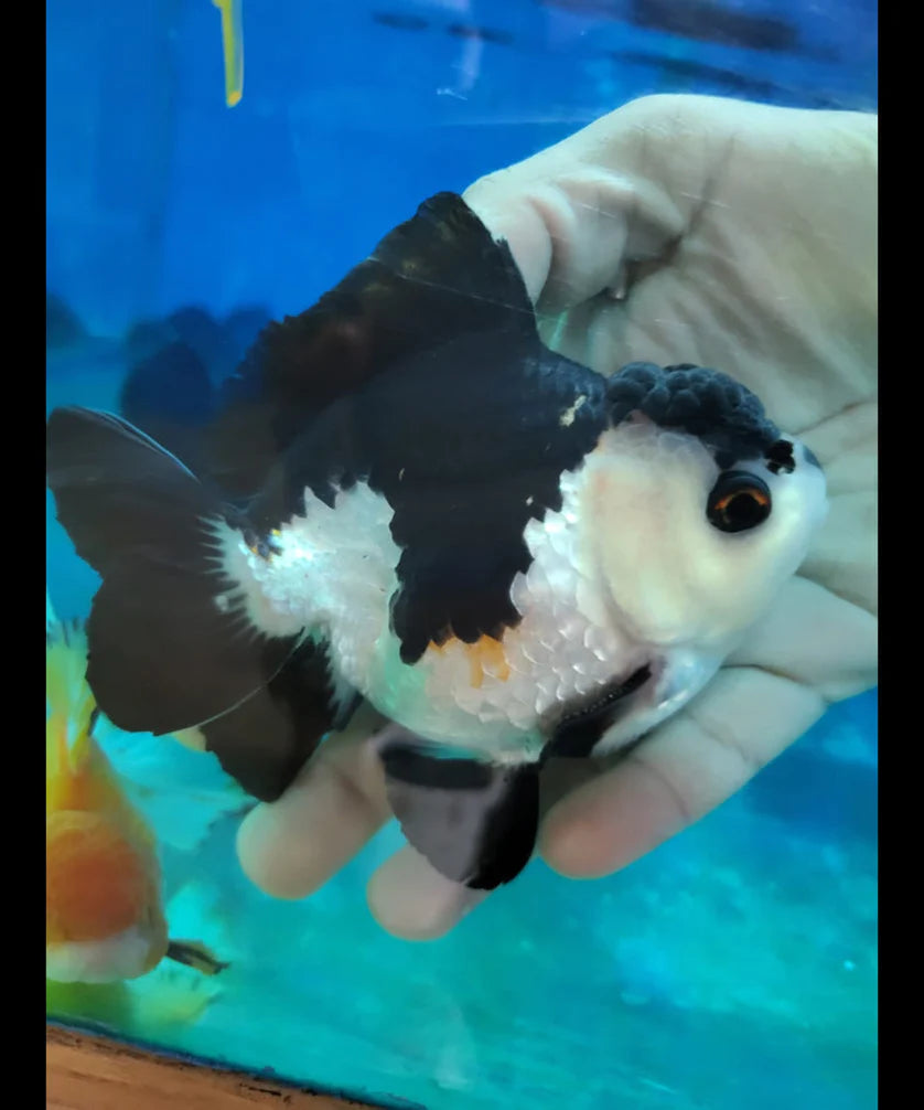 SPECIAL COLOR PANDA THAI ORANDA