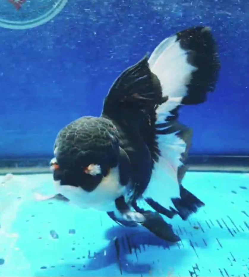 SPECIAL COLOR PANDA THAI ORANDA