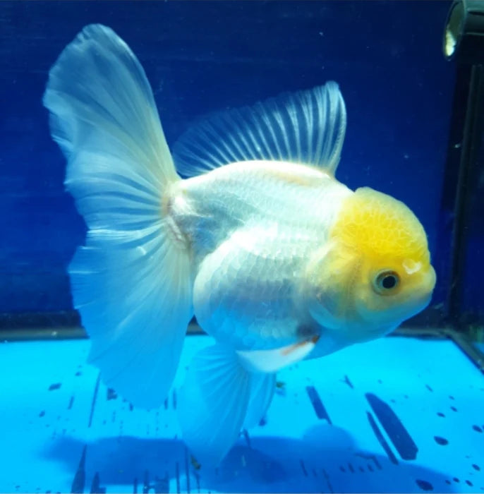 WHITE THAI ORANDA