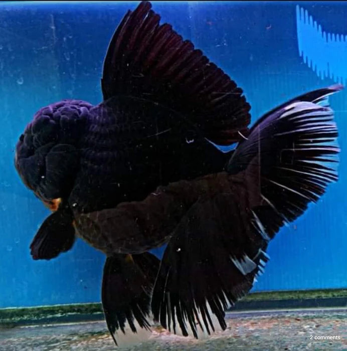 SUPER BLACK/JET BLACK MIX THAI ORANDA