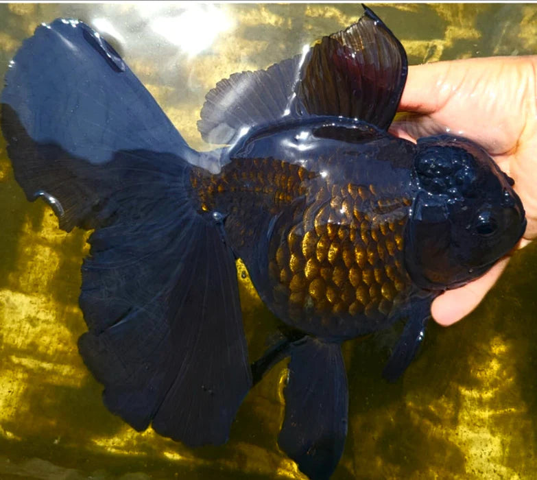 SUPER BLACK/JET BLACK MIX THAI ORANDA