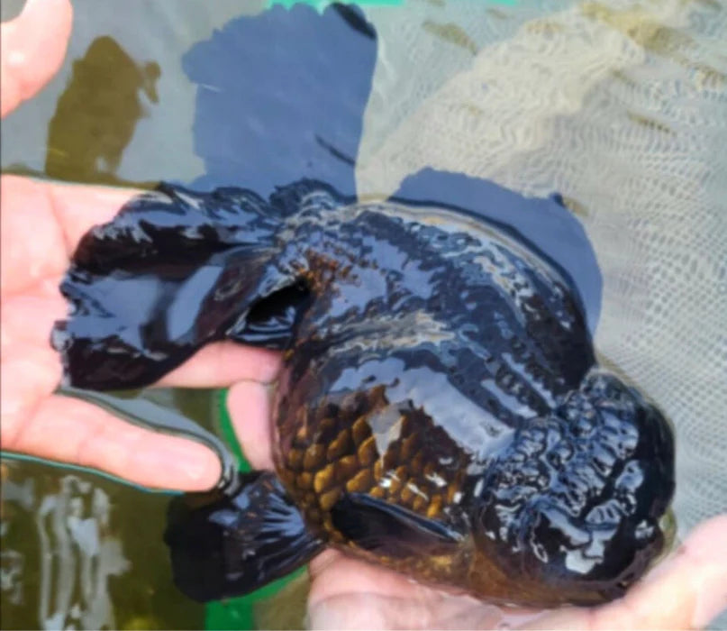 SUPER BLACK/JET BLACK MIX THAI ORANDA