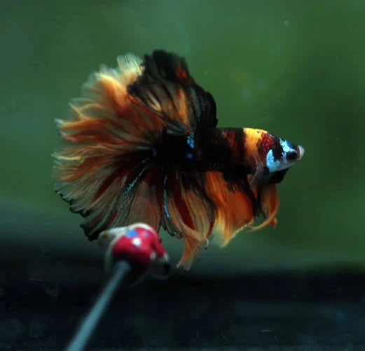 BLACK KOI NEMO MIX GALAXY MALE
