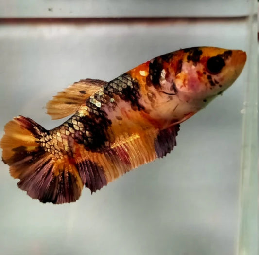 GIANT NEMO GALAXY PLAKAT FEMALE BETTA