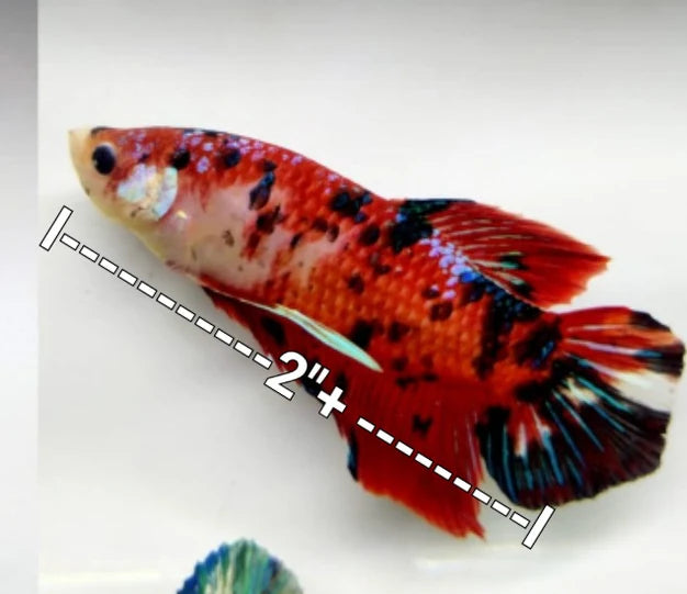 GIANT RED KOI HALFMOON FEMALE BETTA