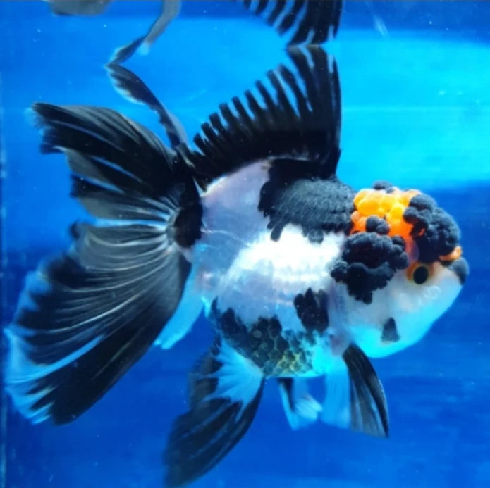 SPECIAL TRI COLOR THAI ORANDA