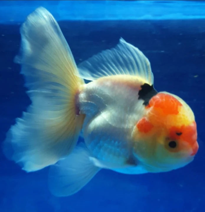 SPECIAL TRI COLOR THAI ORANDA