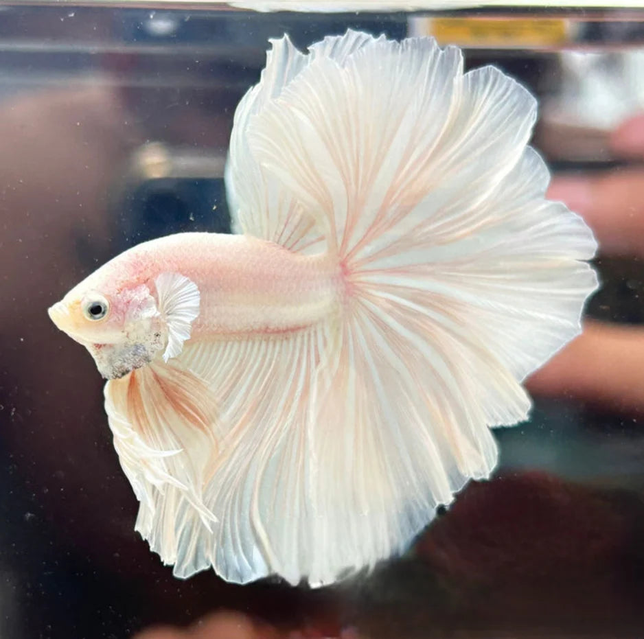 DRAGON SCALES OVER HALFMOON STAR TAILS MALE