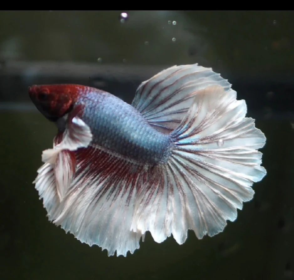 DUMBO JUMBO EAR MIX COLOR MALE