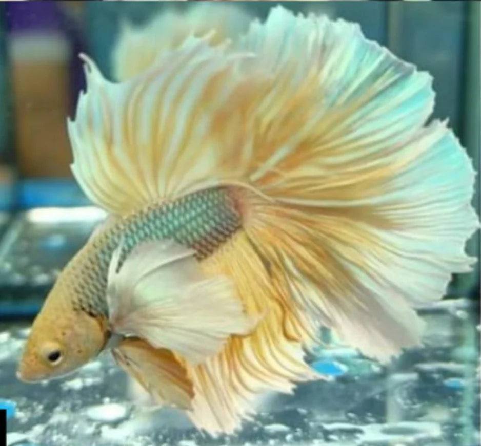 DUMBO JUMBO EAR MIX COLOR MALE
