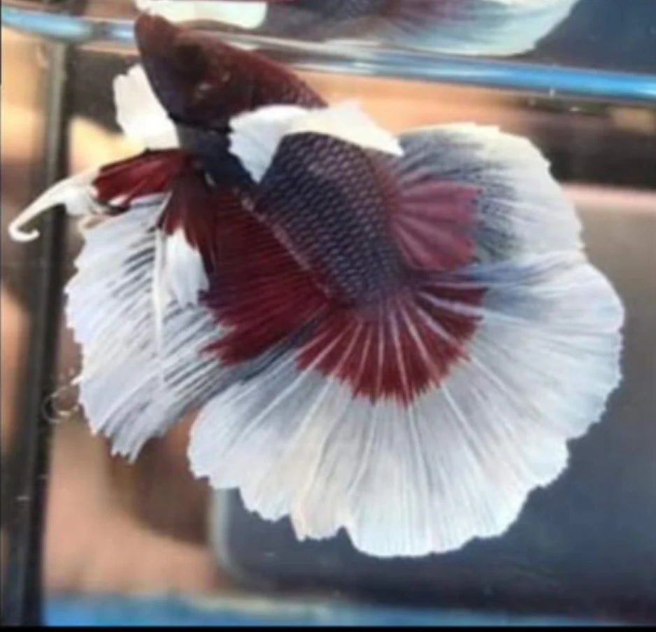 DUMBO JUMBO EAR MIX COLOR MALE