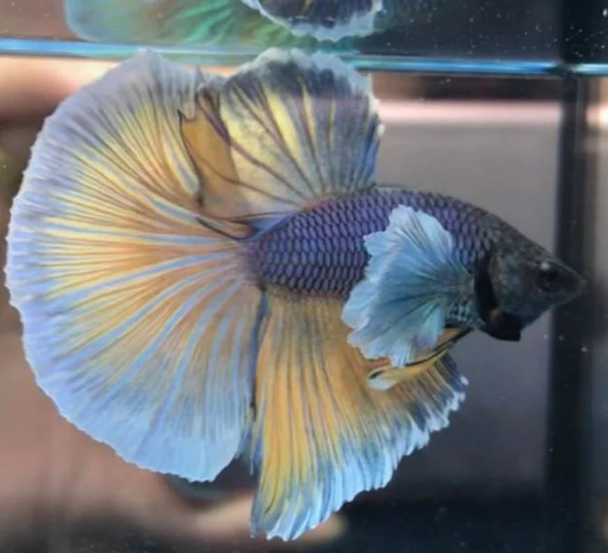 DUMBO JUMBO EAR MIX COLOR MALE