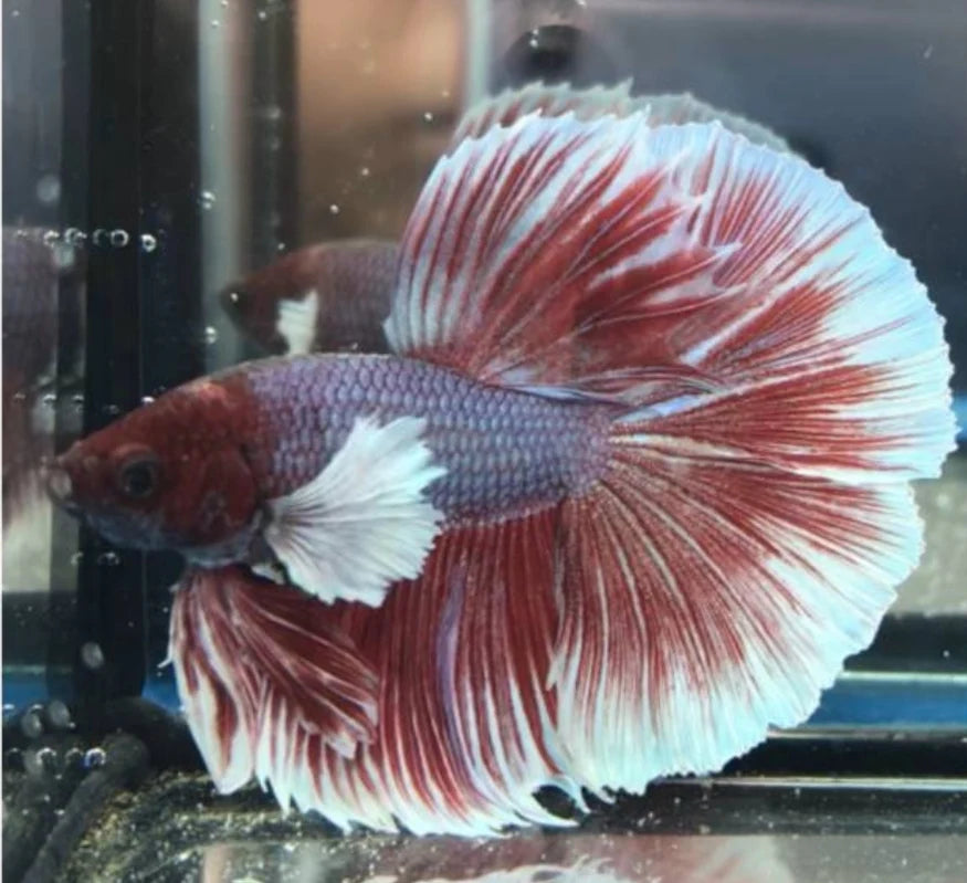 DUMBO JUMBO EAR MIX COLOR MALE