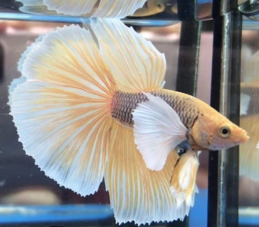 DUMBO JUMBO EAR MIX COLOR MALE