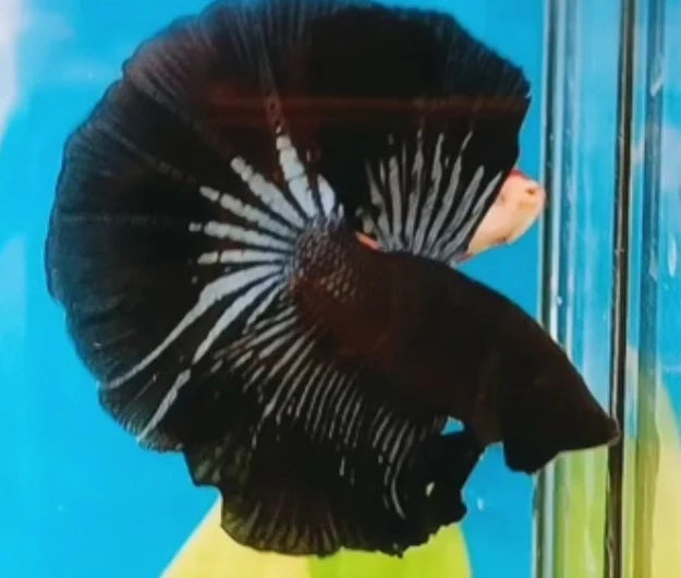 BLACK AND BLACK LIGHT STAR TAILS ORCHID MALE