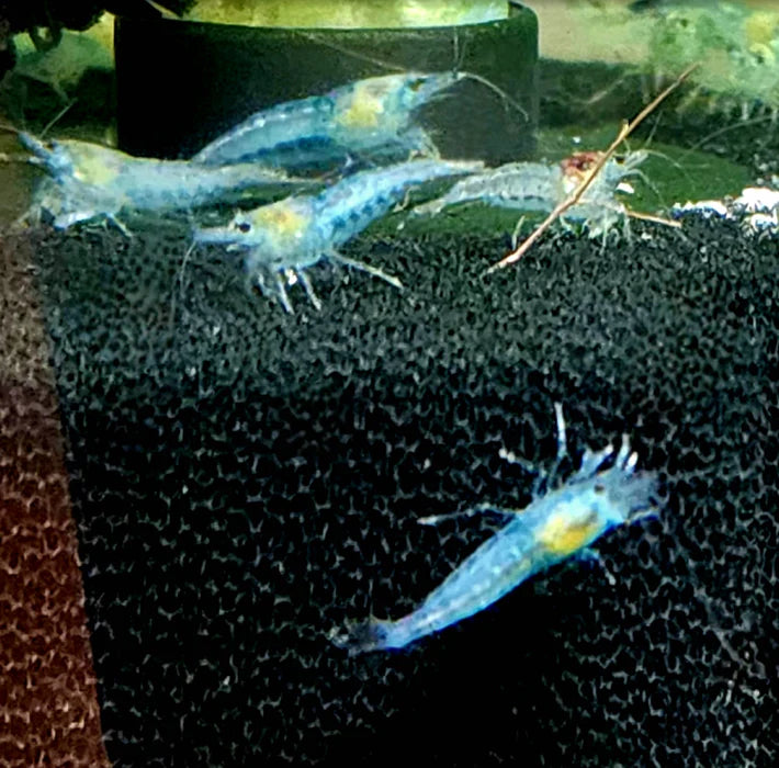 Blue Velvet/ Blue Aura