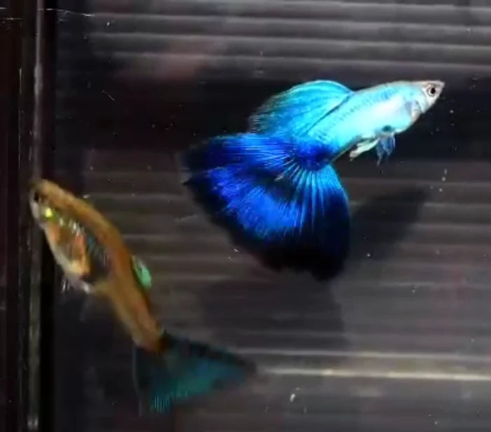 Japan Blue/ Lazuli Big Tail