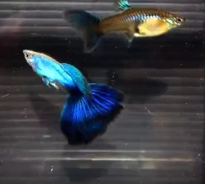Japan Blue/ Lazuli Big Tail