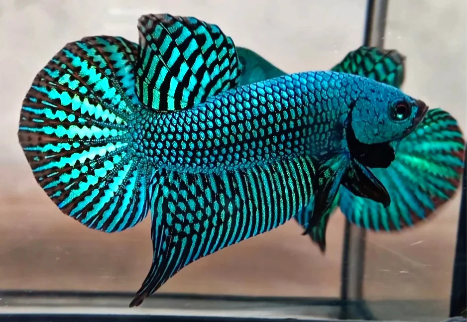 GREEN ALIEN MALE