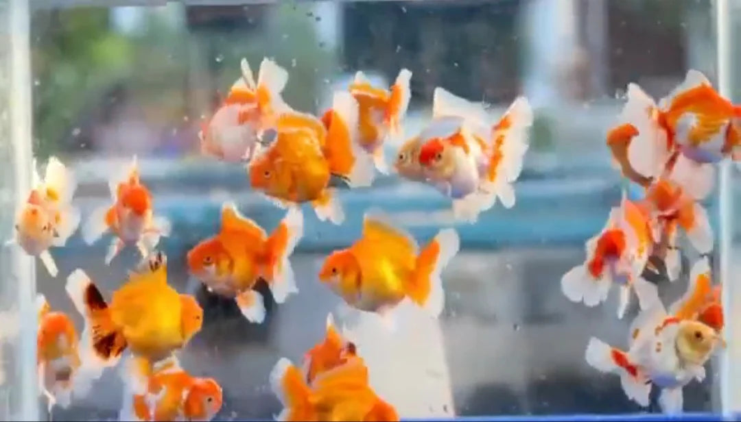 THAI RED/WHITE ORCHID TAIL ORANDA 2.00 INCH BODY