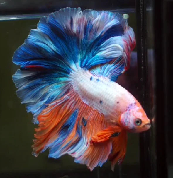 MARBLE MULTICOLOR OVER HALFMOON ROSETAIL MALE