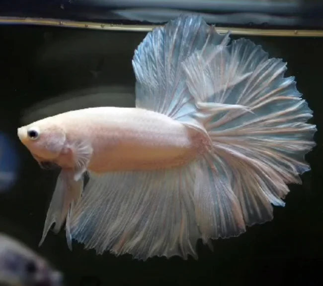 DRAGON SCALES OVER HALFMOON STAR TAILS MALE