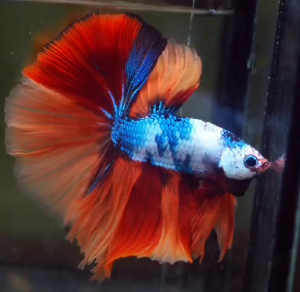 MARBLE MULTICOLOR OVER HALFMOON ROSETAIL MALE