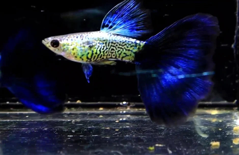 Galaxy Big Blue/Black Tail Snake Skin