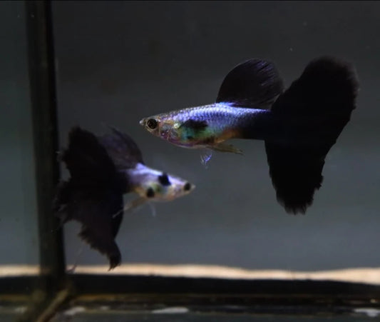 Lazuri Black Tail