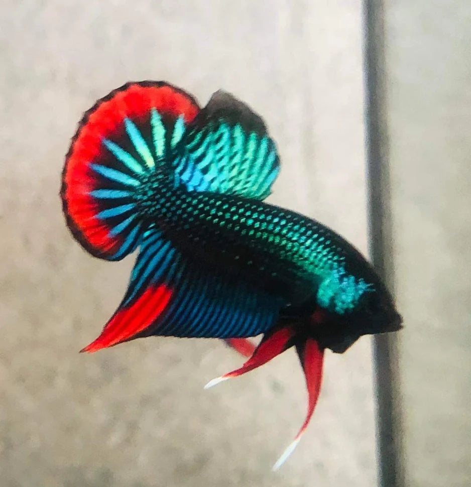 GREEN IMBELLIS MALE