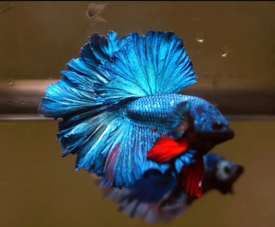 ROYAL BLUE OVER HALFMOON ROSETAIL MALE