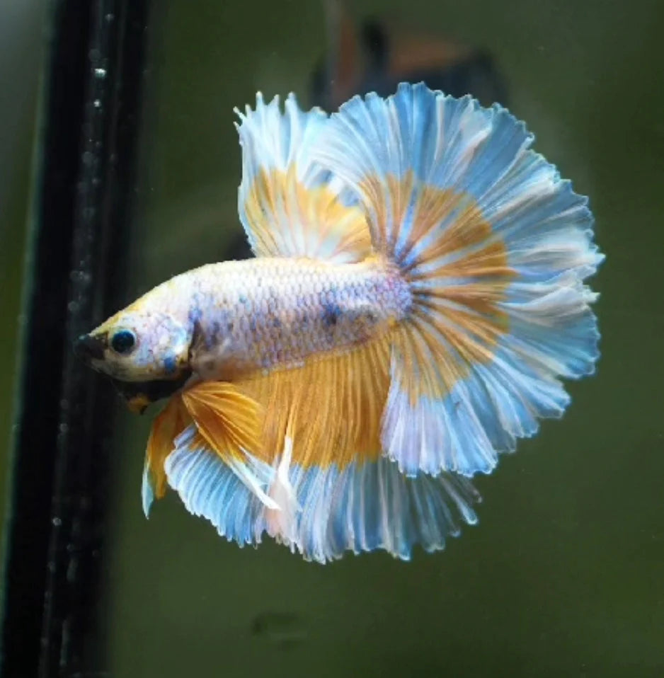 YELLOW FANCY BUTTERFLY OVER HALFMOON ROSE PETAL MALE