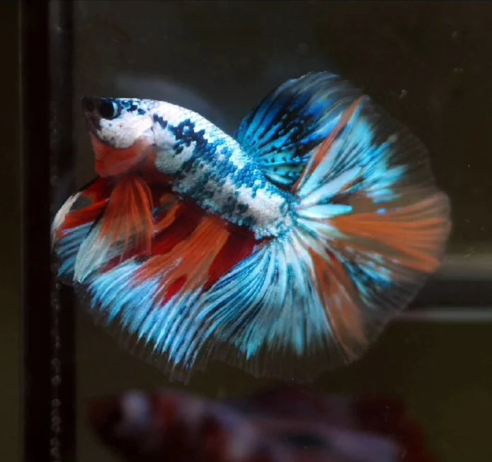 MARBLE MULTICOLOR OVER HALFMOON ROSETAIL MALE