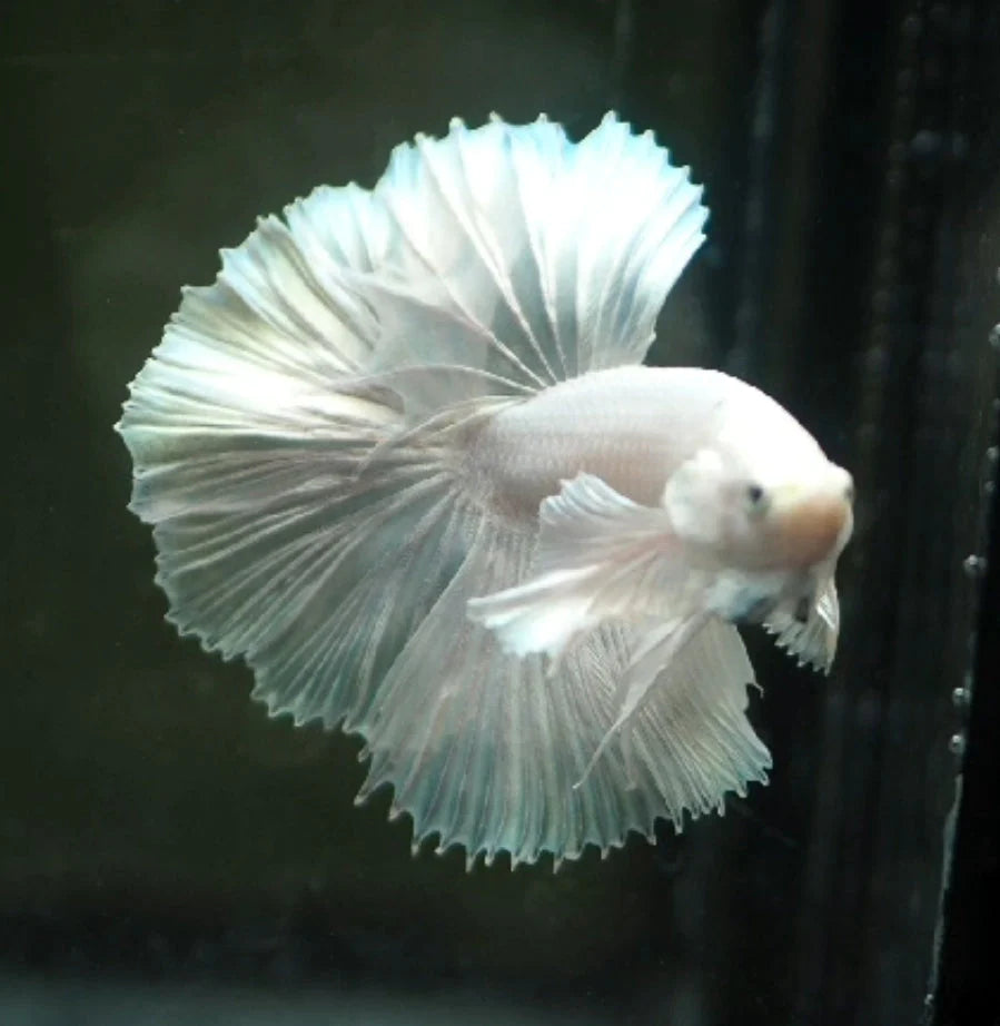 DRAGON SCALES OVER HALFMOON STAR TAILS MALE