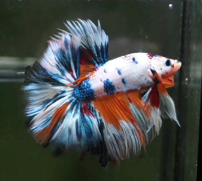 MARBLE MULTICOLOR OVER HALFMOON ROSETAIL MALE