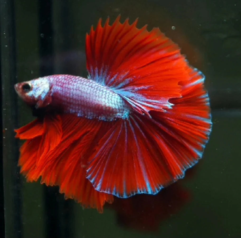 DRAGON MIX MOHAWK HALFMOON ROSETAIL MALE