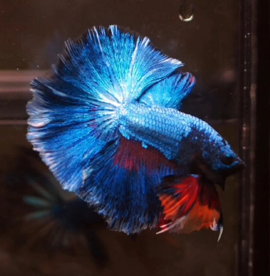 ROYAL BLUE OVER HALFMOON ROSETAIL MALE
