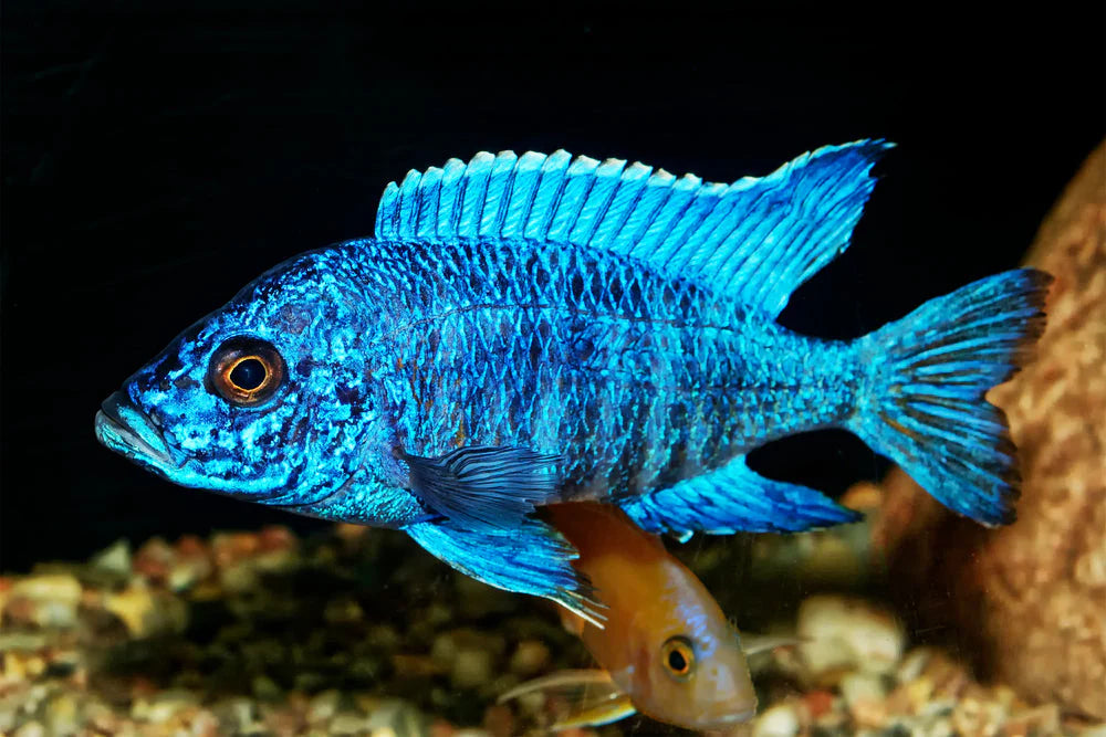 2.5-3" BLUE PEACOCK (AULONOCARA NYASSAE)