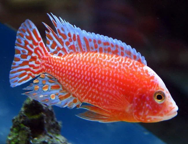3" DRAGON BLOOD PEACOCK AFRICAN CICHLID (AULONOCARA SP.)
