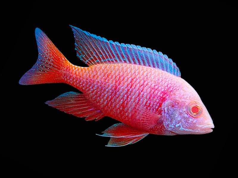 ALBINO SUPER RED PEACOCK 3"