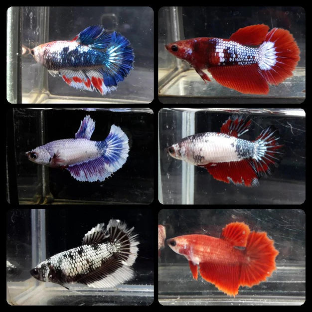 MIXED HALFMOON FEMALE BETTA – SD Tropicals