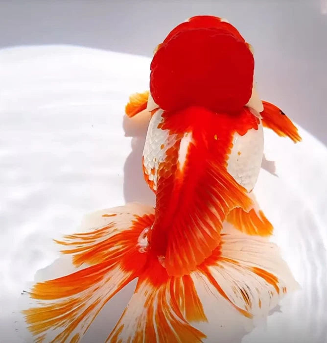 SPECIAL RED AND WHITE THAI ORANDA