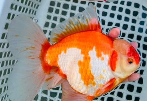 SPECIAL RED AND WHITE THAI ORANDA