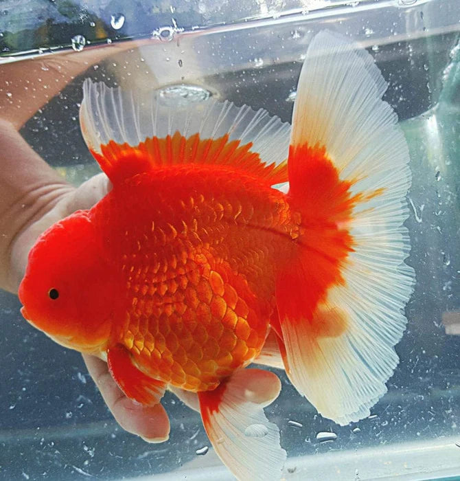 SPECIAL RED AND WHITE THAI ORANDA