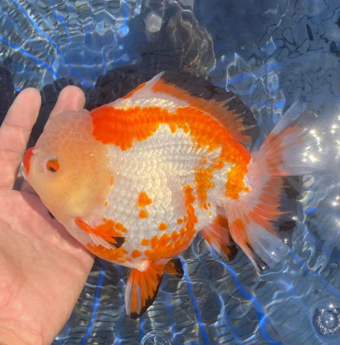 SPECIAL RED AND WHITE THAI ORANDA