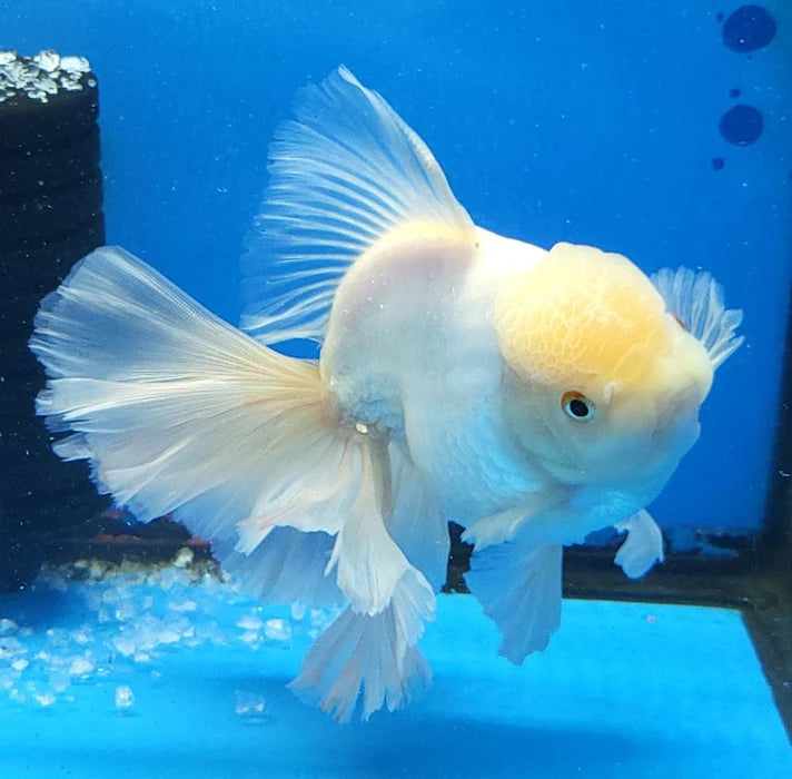SUPER WHITE THAI ORANDA